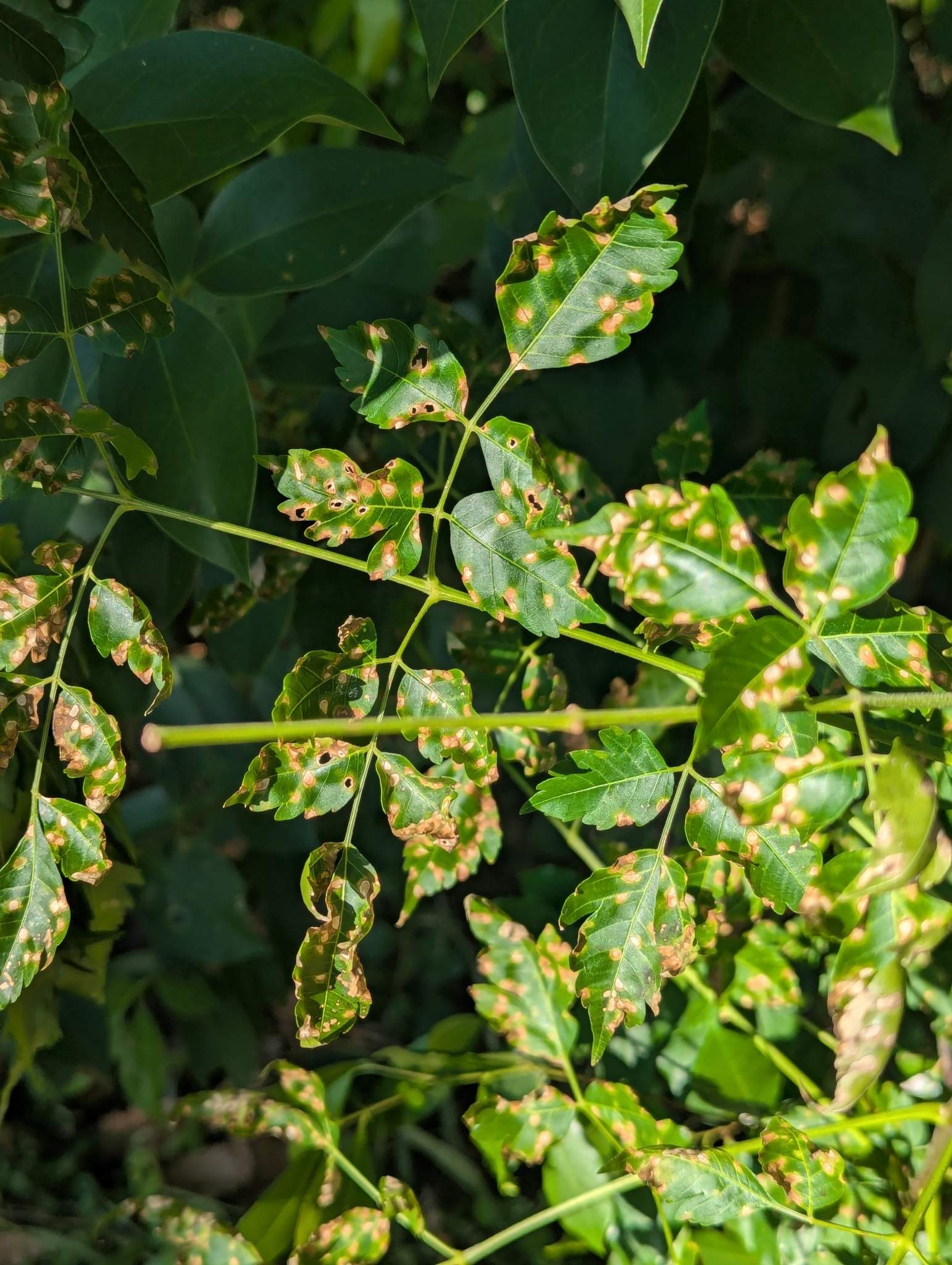Pseudocercospora subsessilis