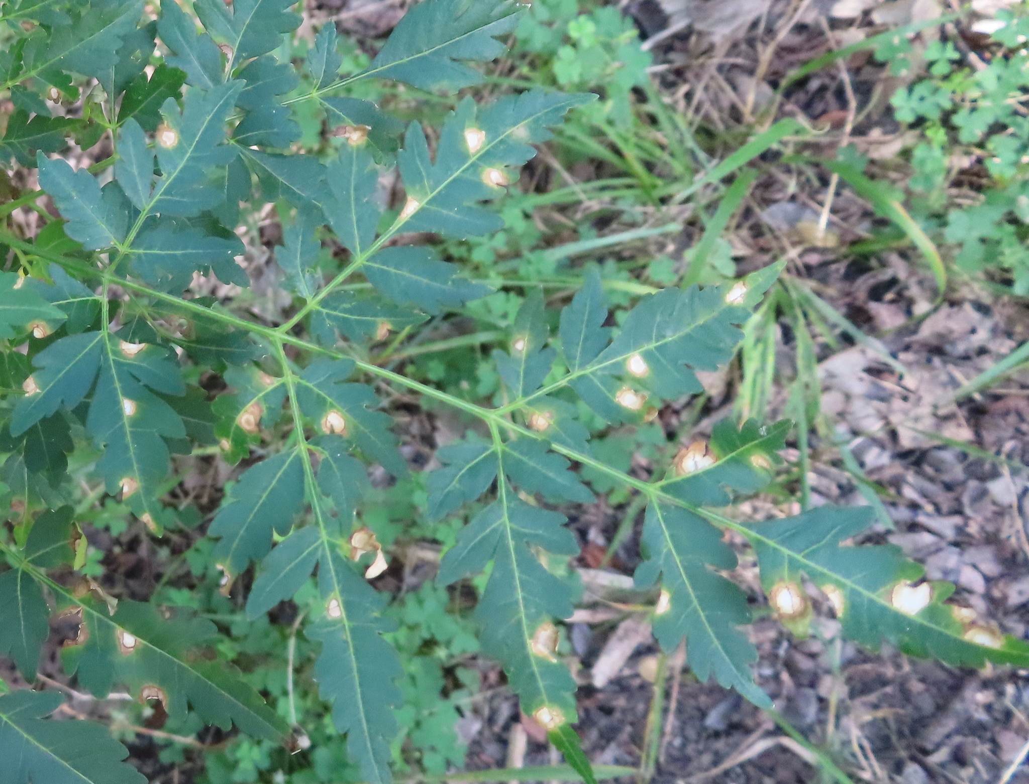 Pseudocercospora subsessilis