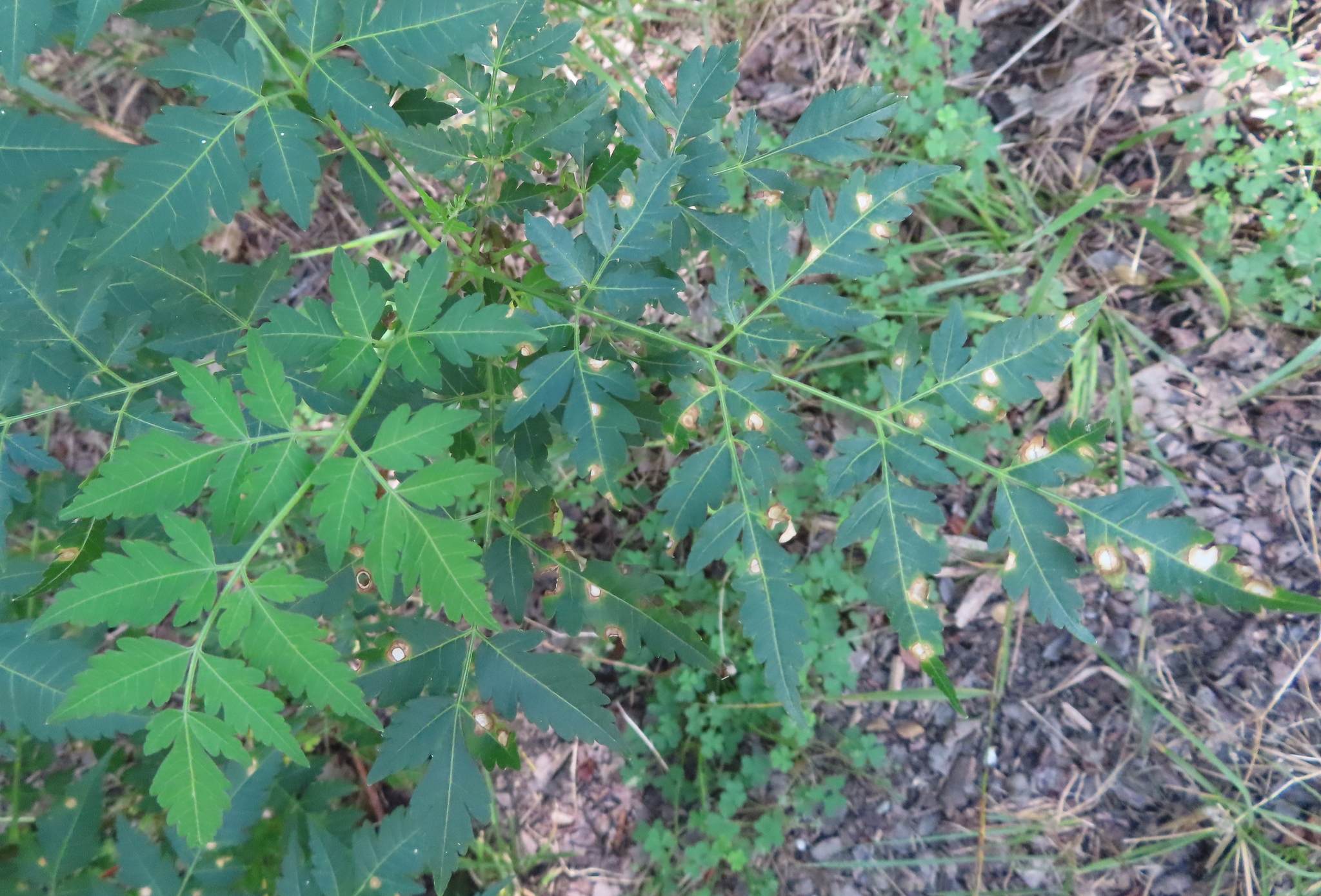 Pseudocercospora subsessilis