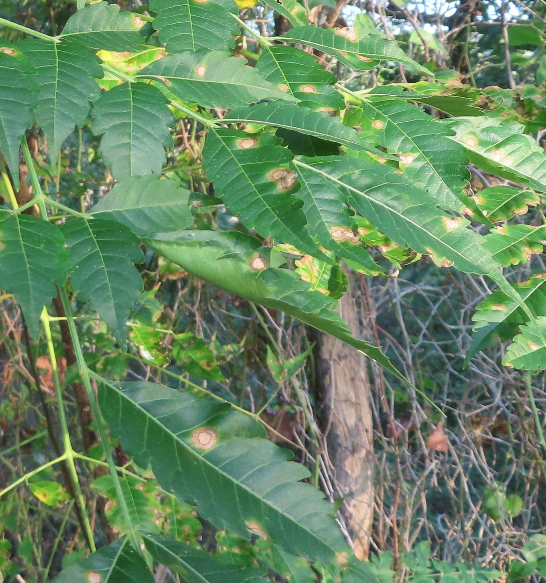 Pseudocercospora subsessilis