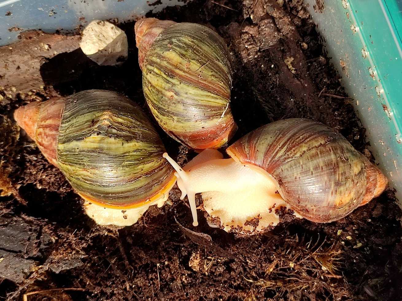 Archachatina rhodostoma