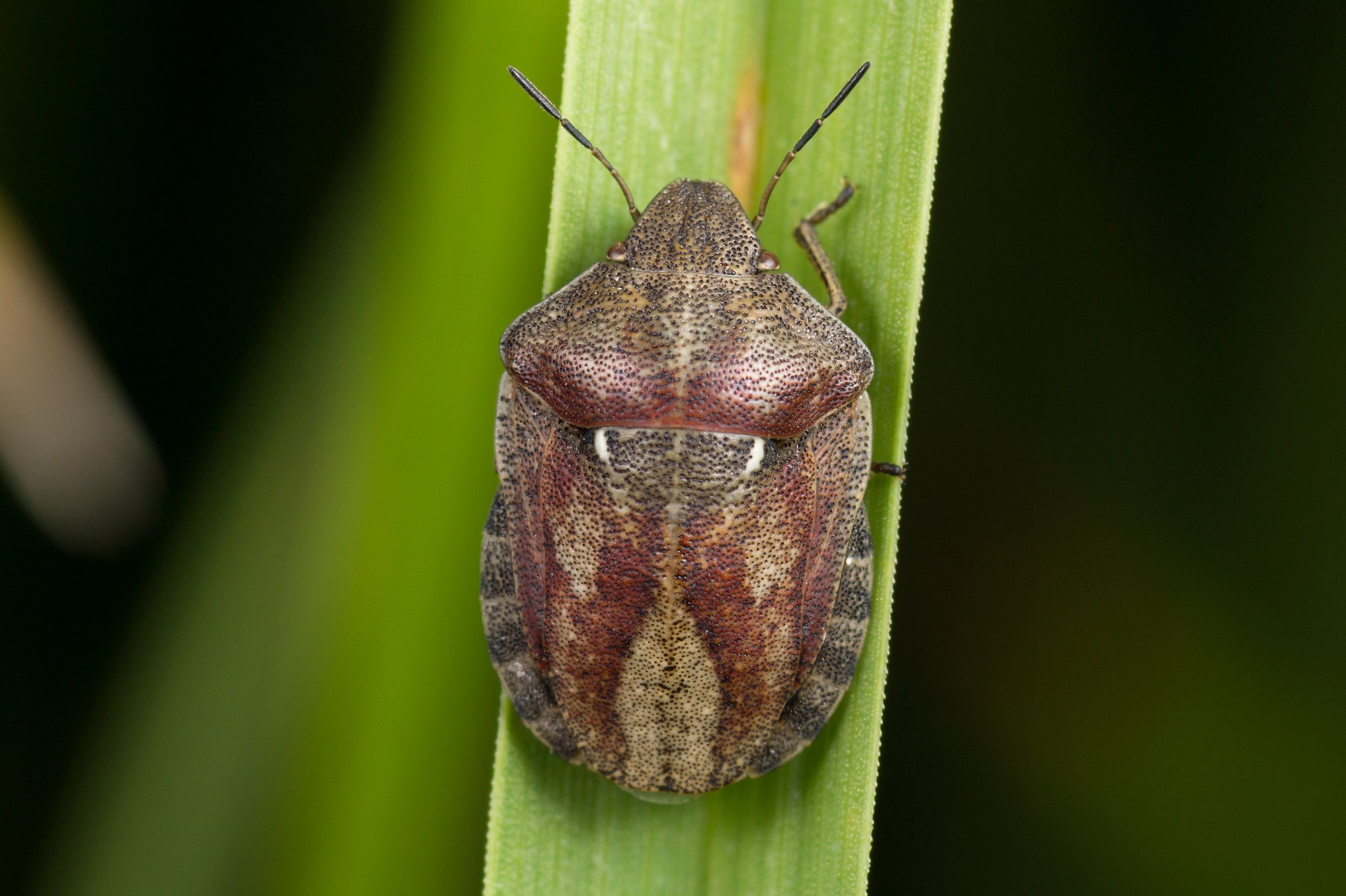 Eurygaster maura