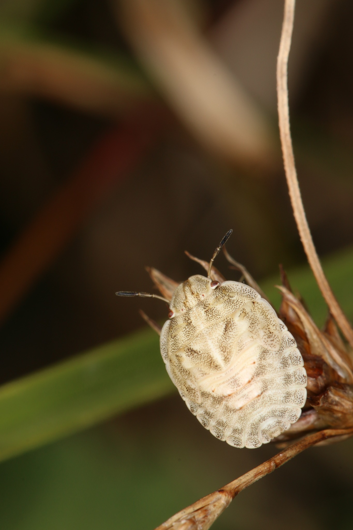 Eurygaster maura