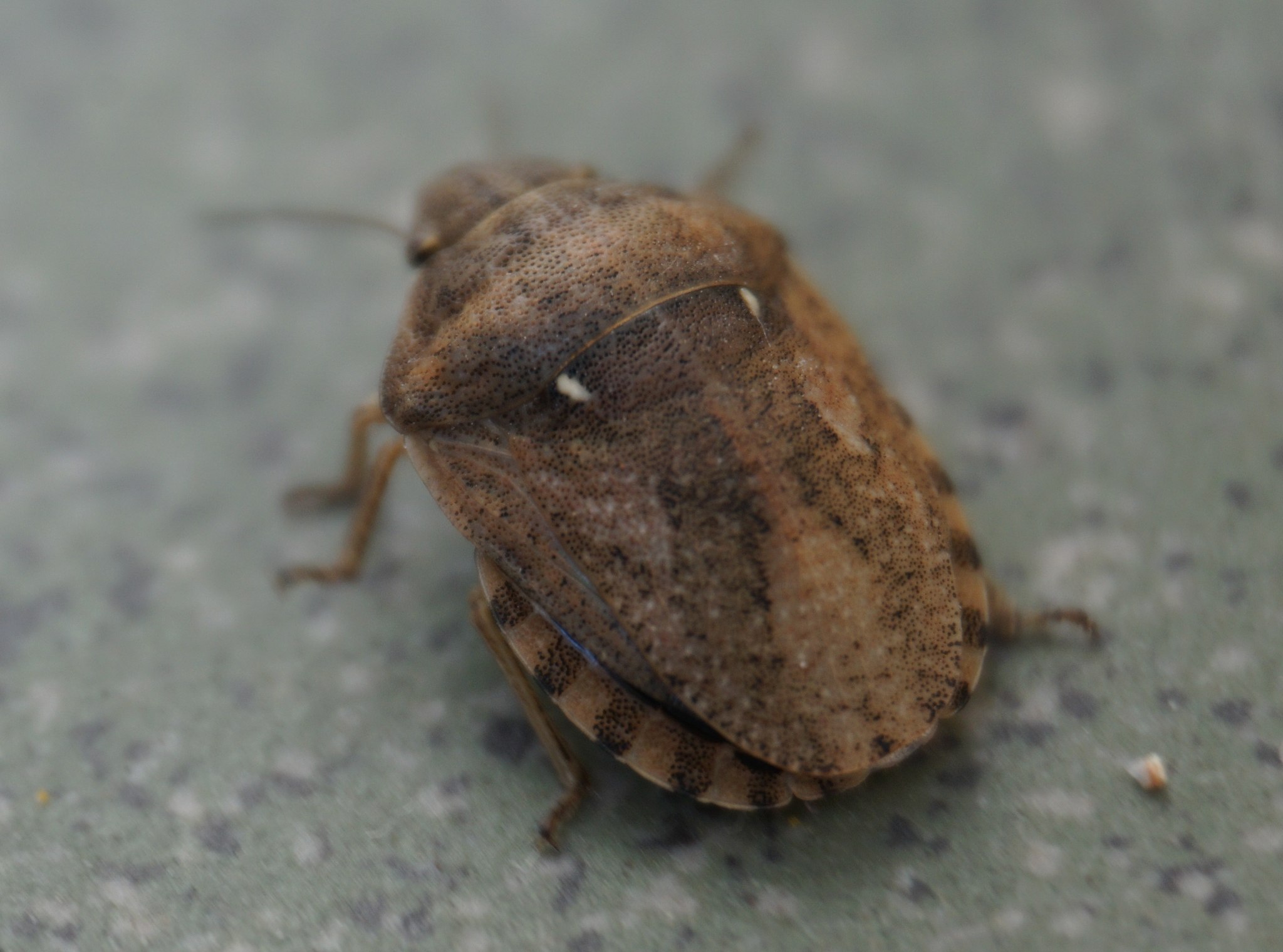 Eurygaster maura