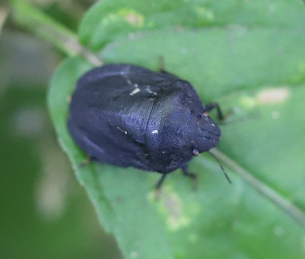 Eurygaster maura