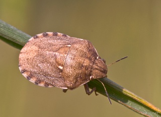 Eurygaster maura