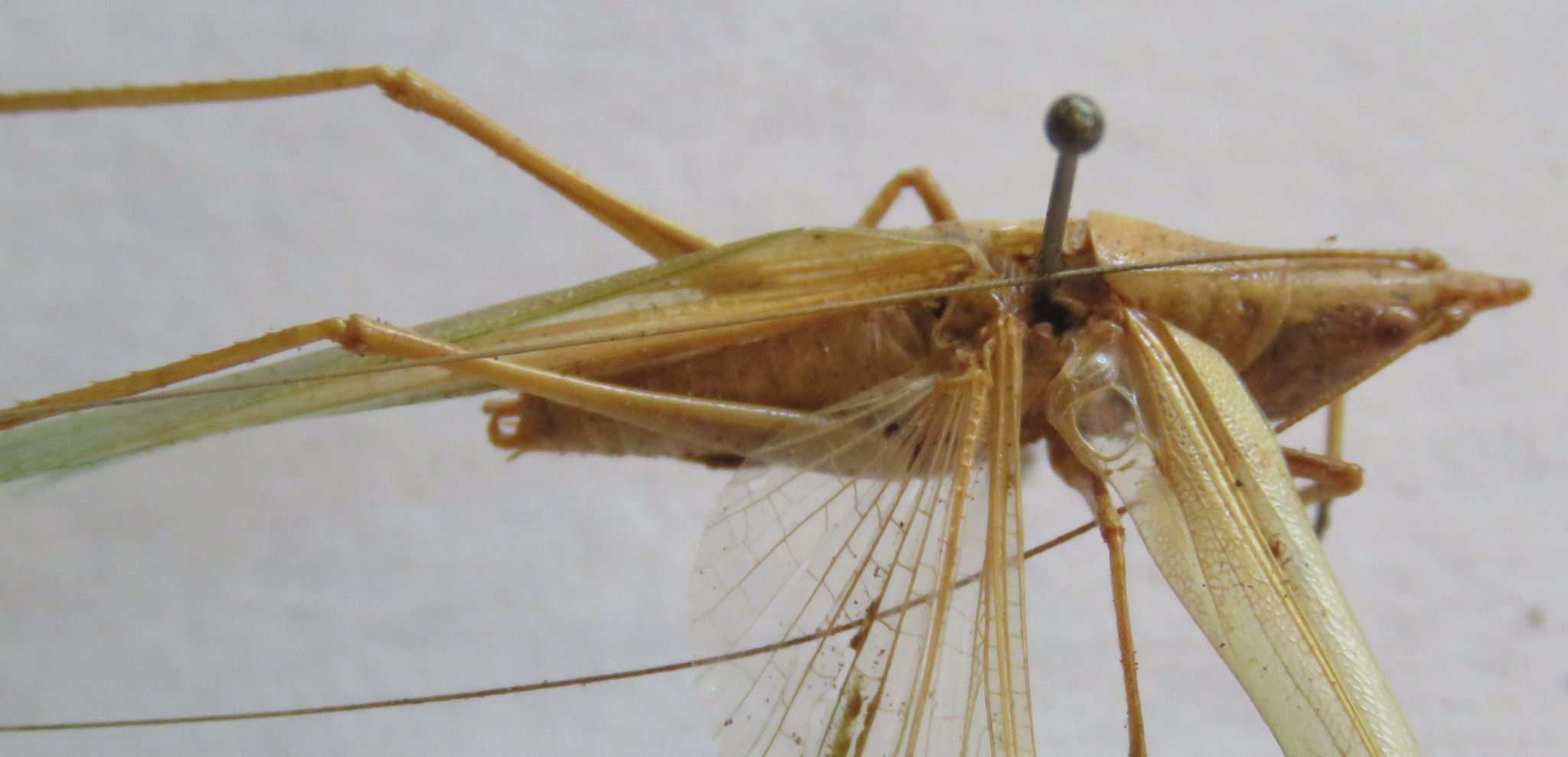 Caulopsis microprora