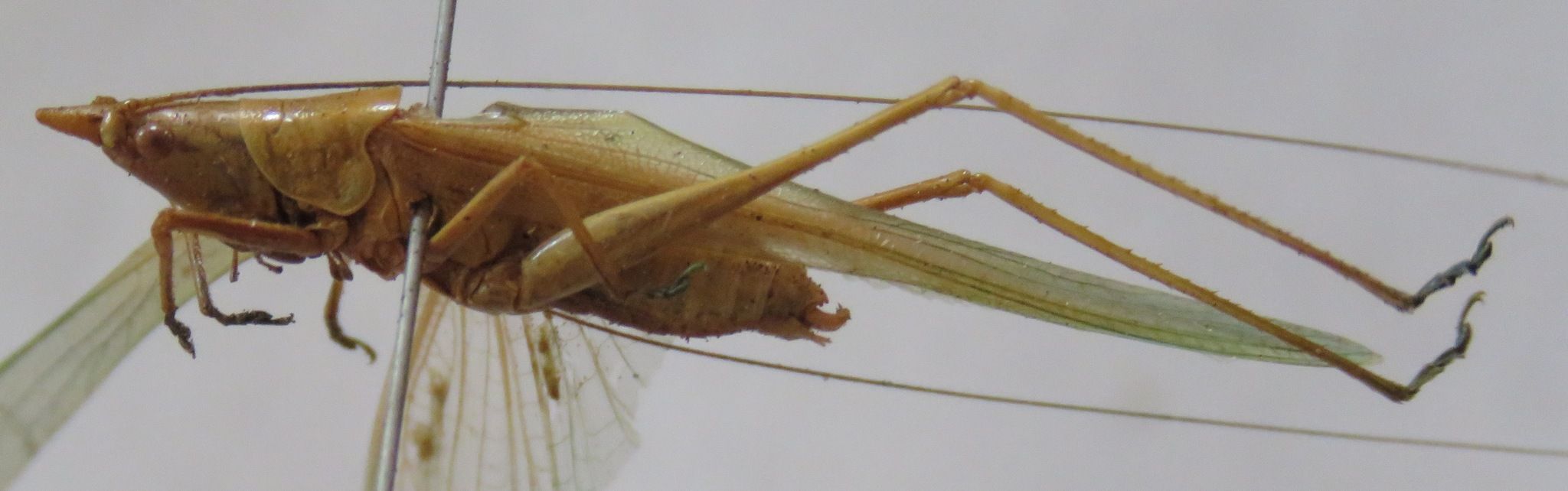 Caulopsis microprora