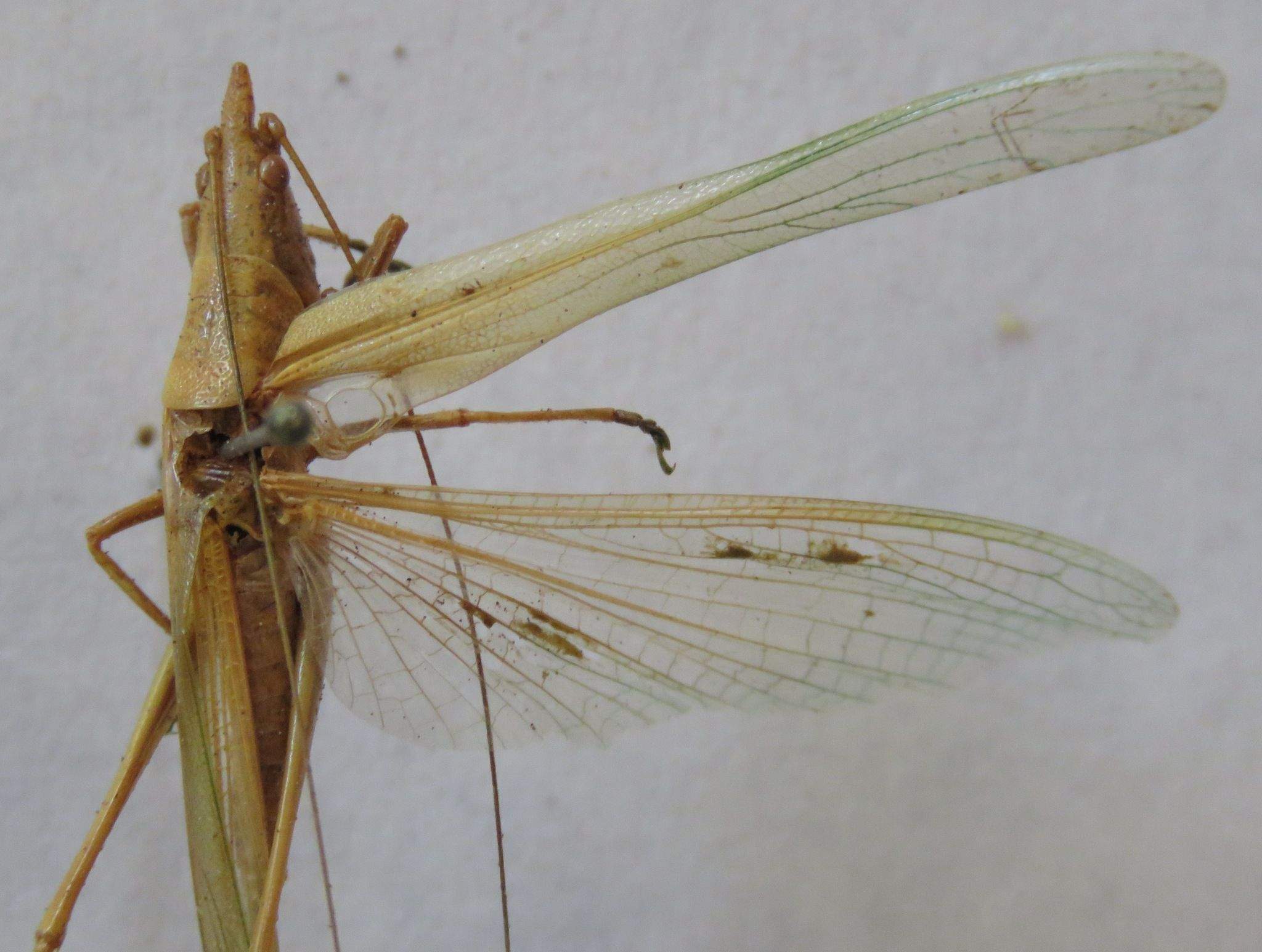 Caulopsis microprora