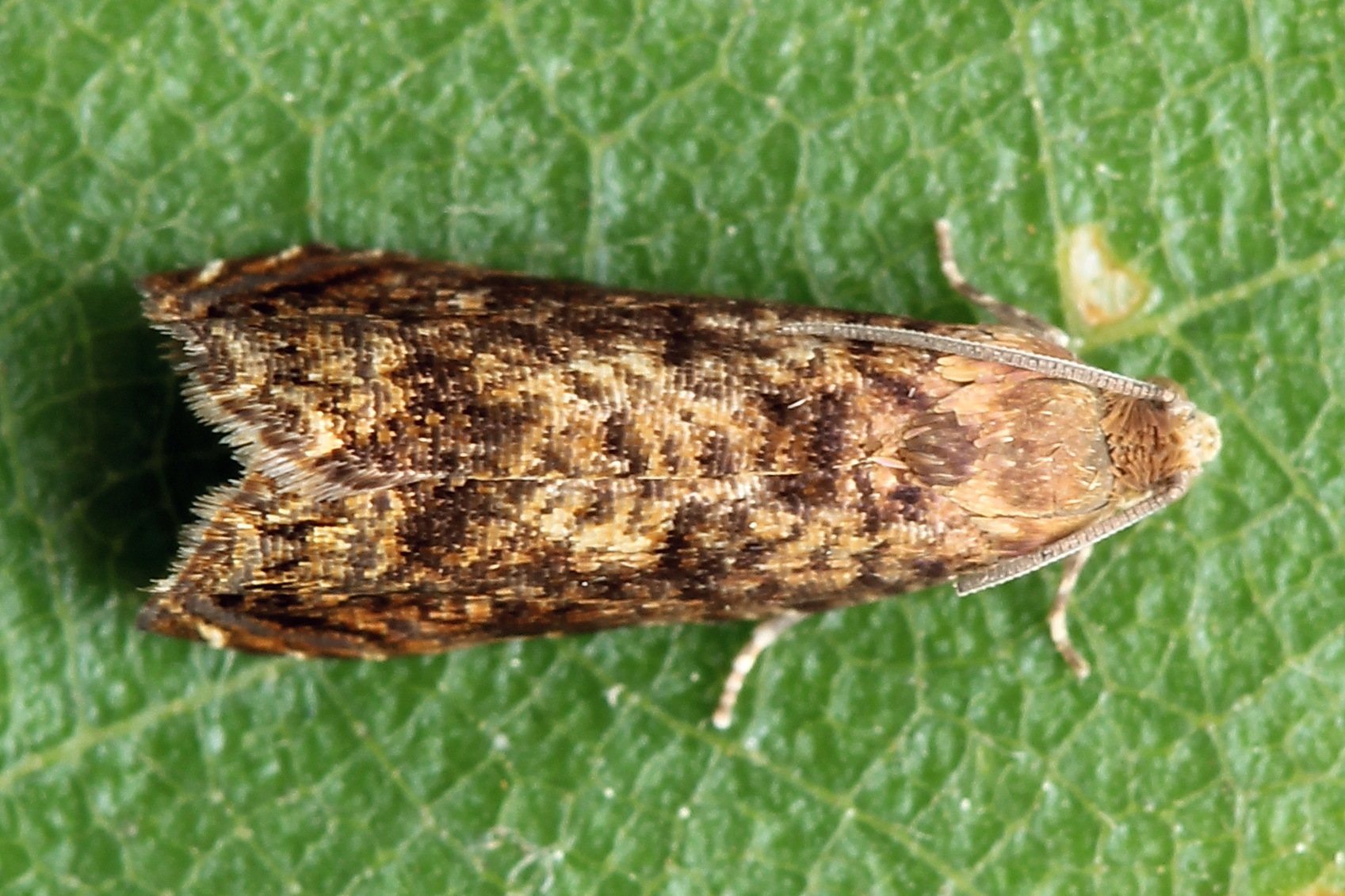 Grapholita lobarzewskii