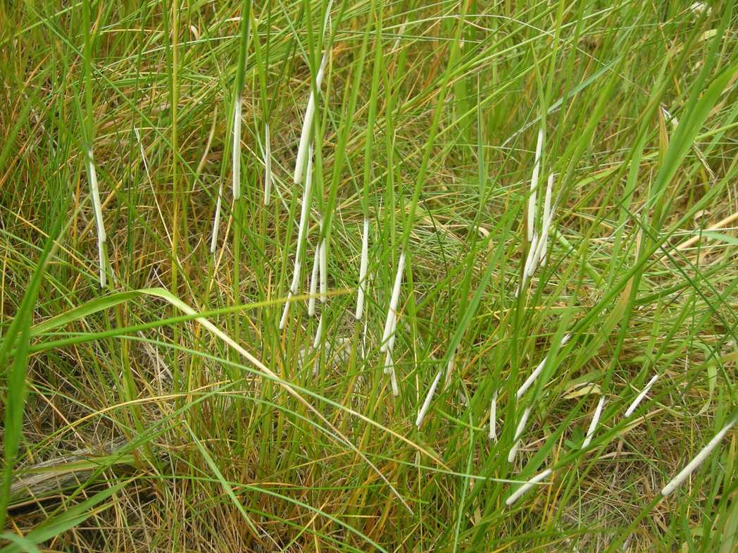 Epichloe coenophiala