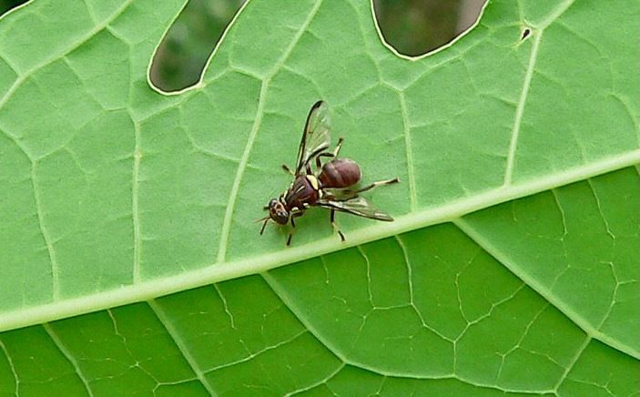 Dacus punctatifrons