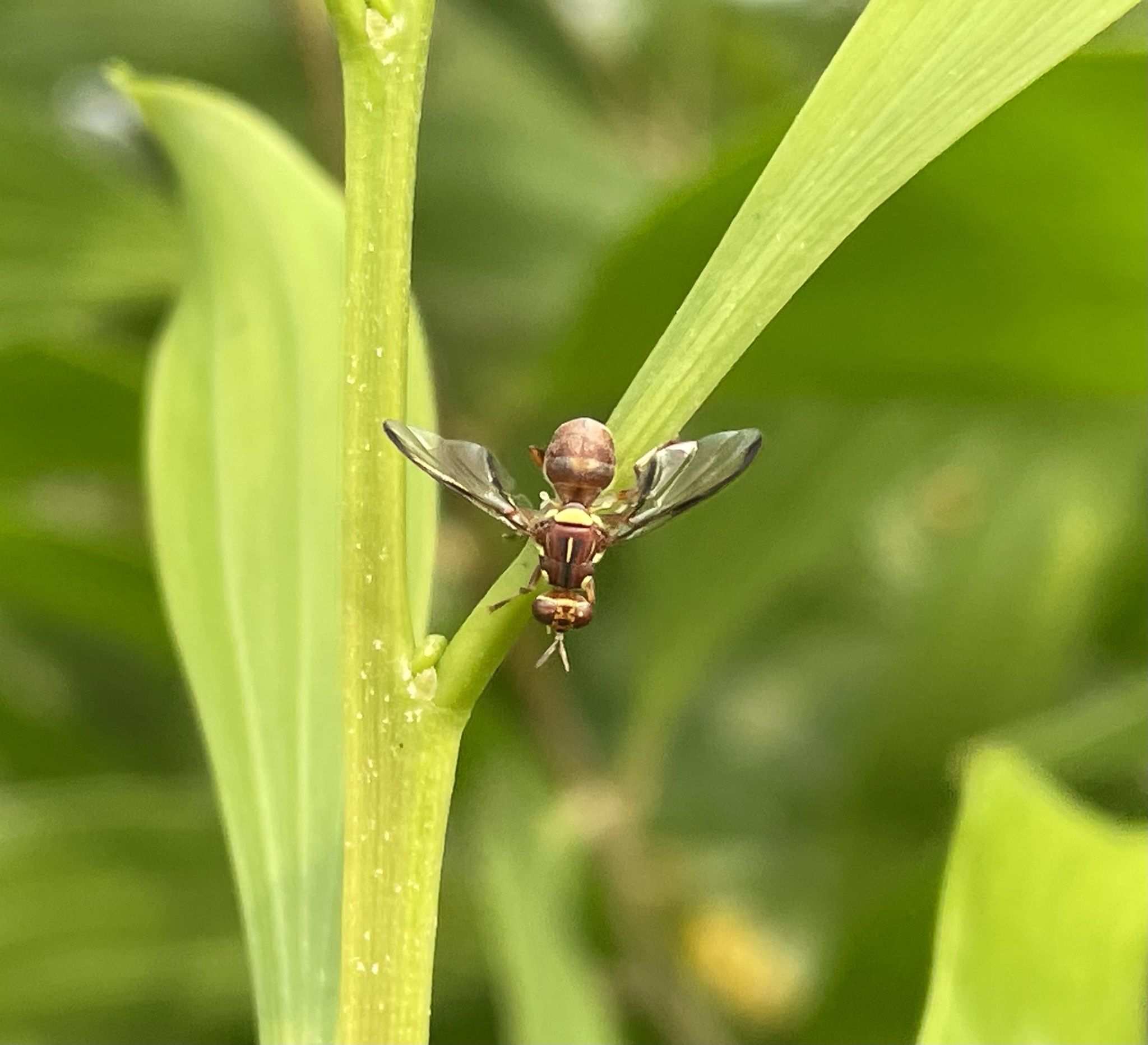 Dacus punctatifrons