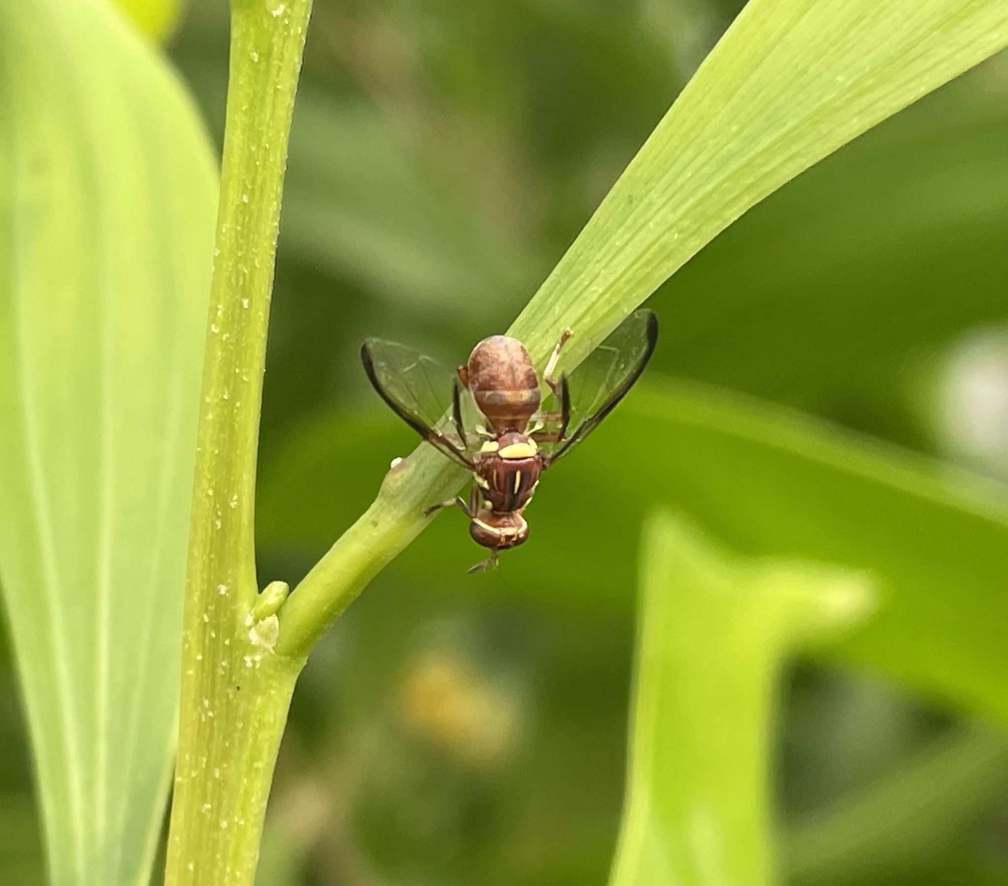 Dacus punctatifrons