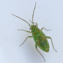 Brooksetta