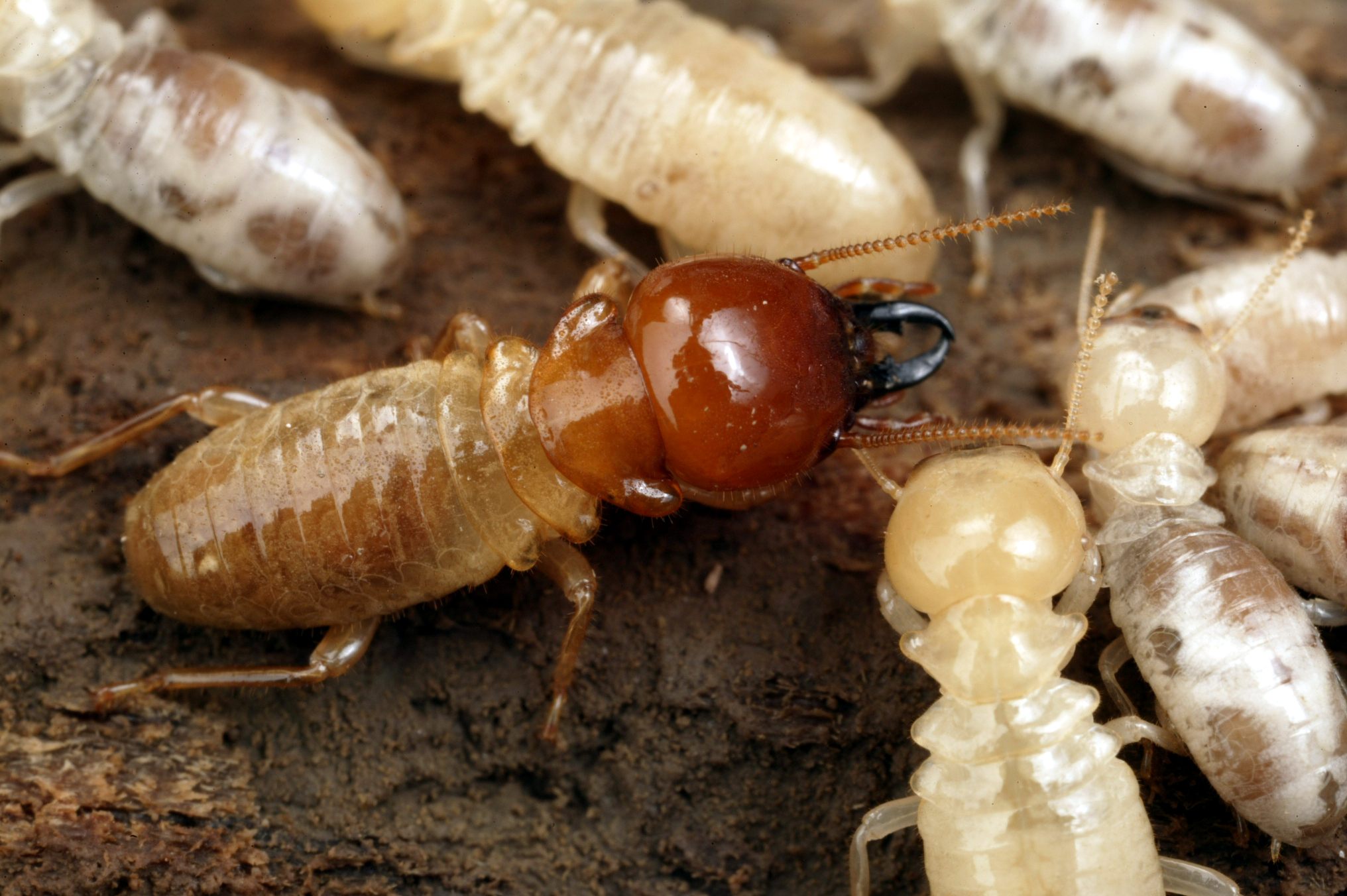 Mastotermes darwiniensis
