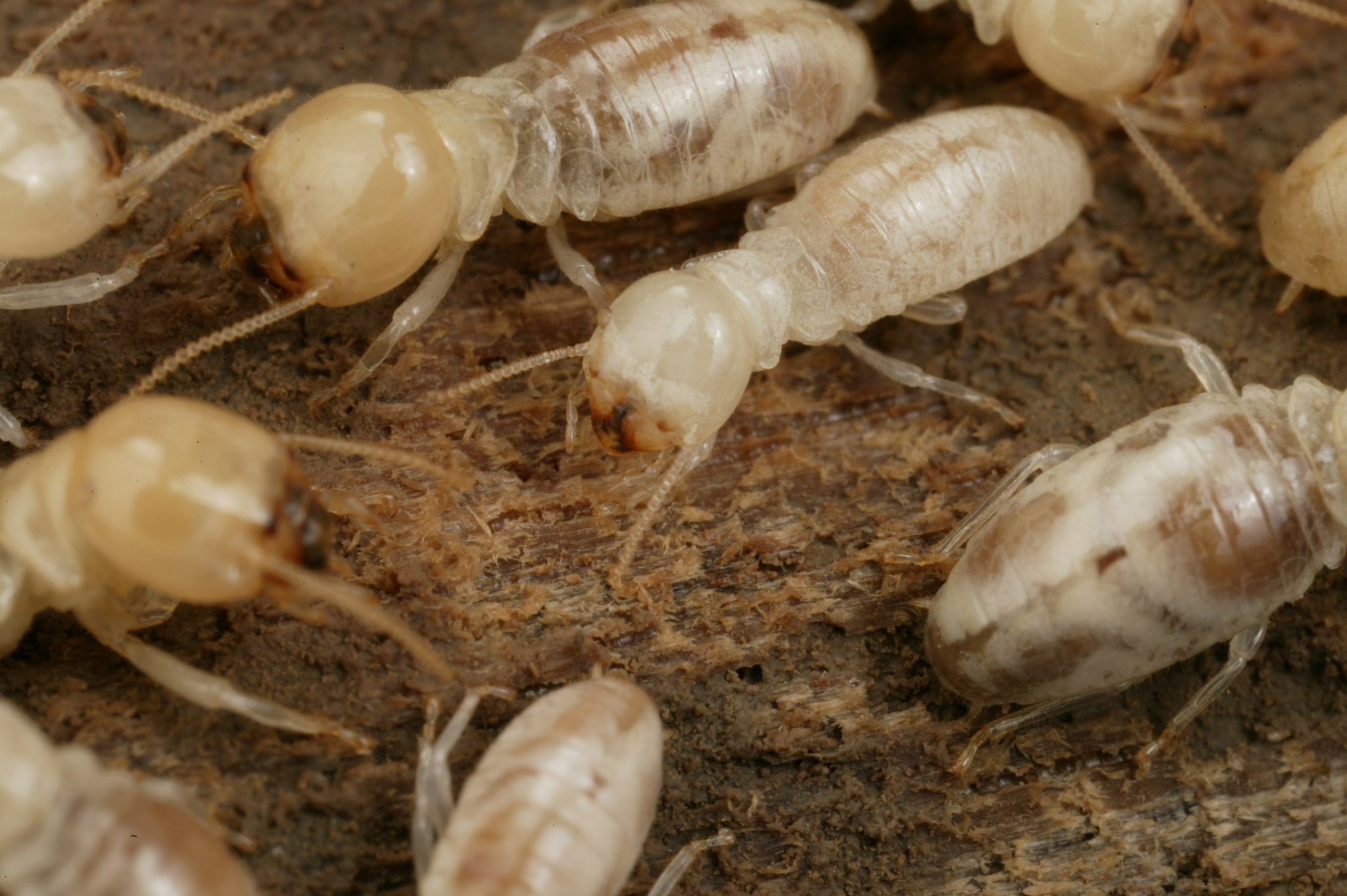 Mastotermes darwiniensis