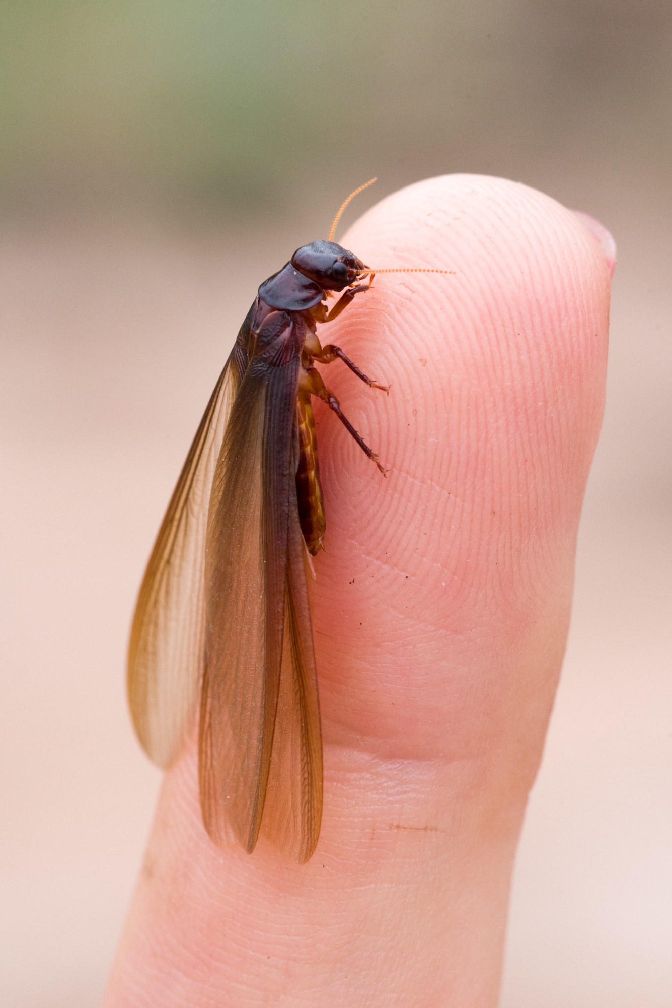 Mastotermes darwiniensis