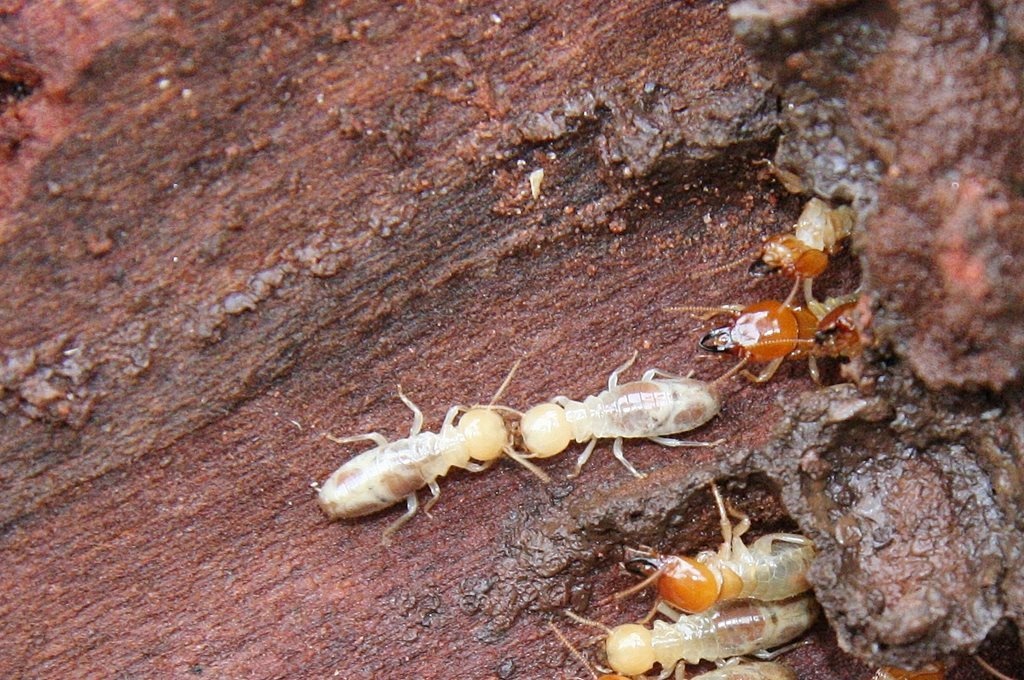 Mastotermes darwiniensis