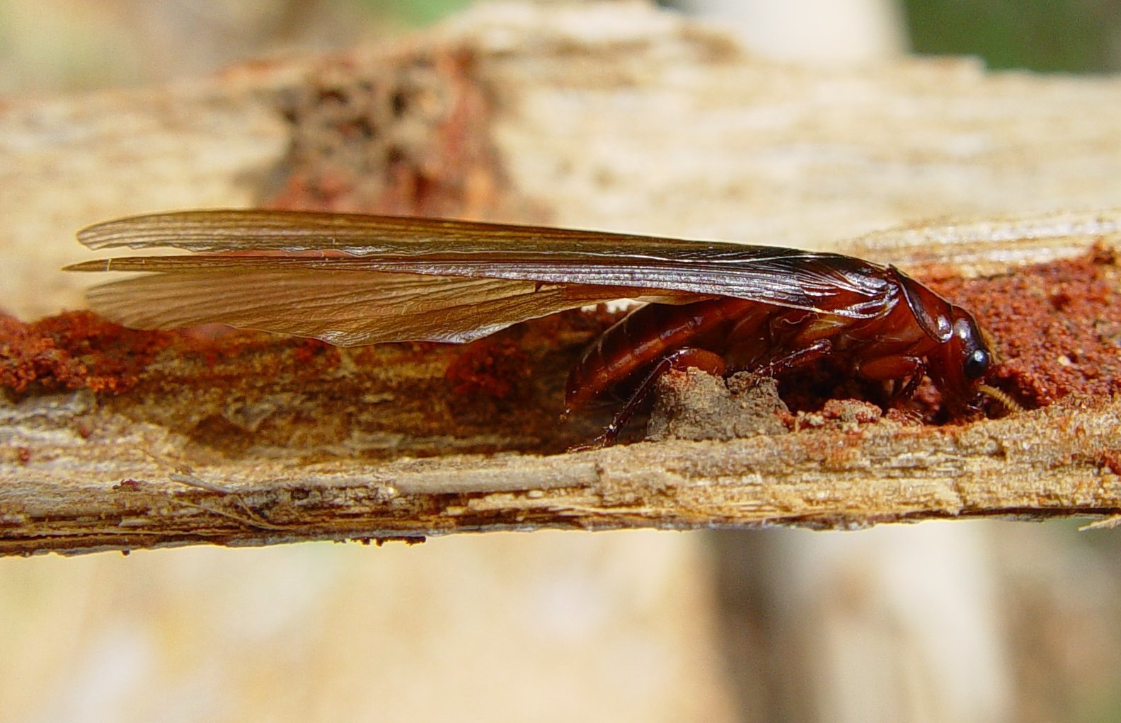 Mastotermes darwiniensis