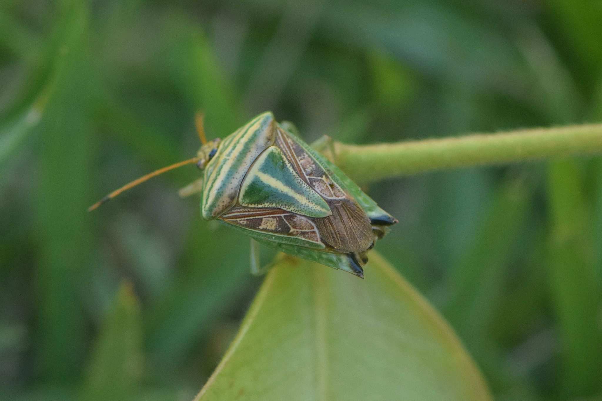 Edessa collaris