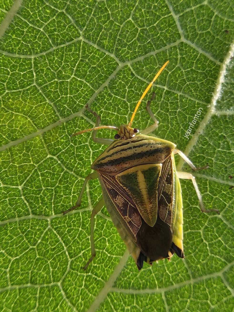 Edessa collaris