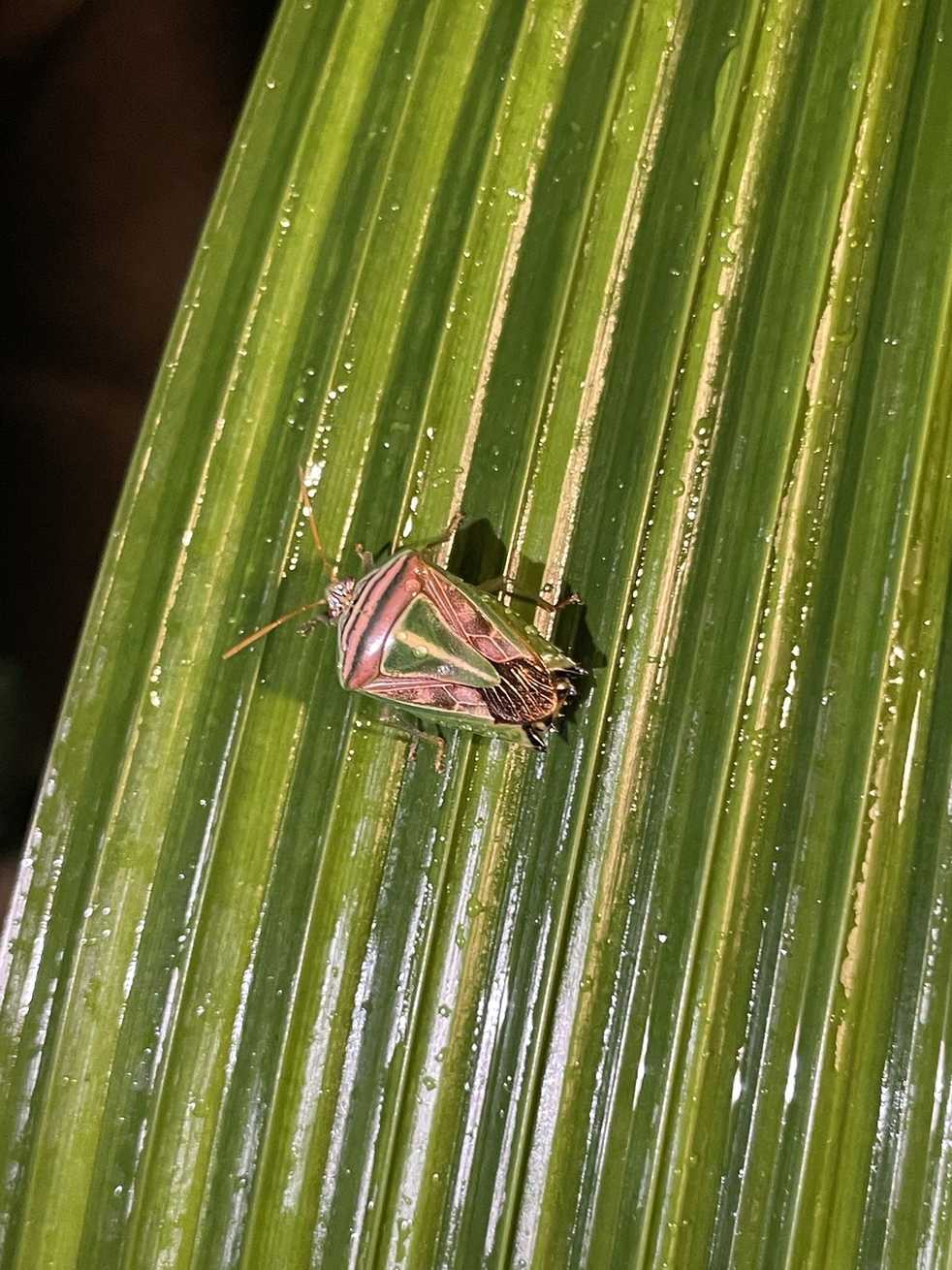 Edessa collaris