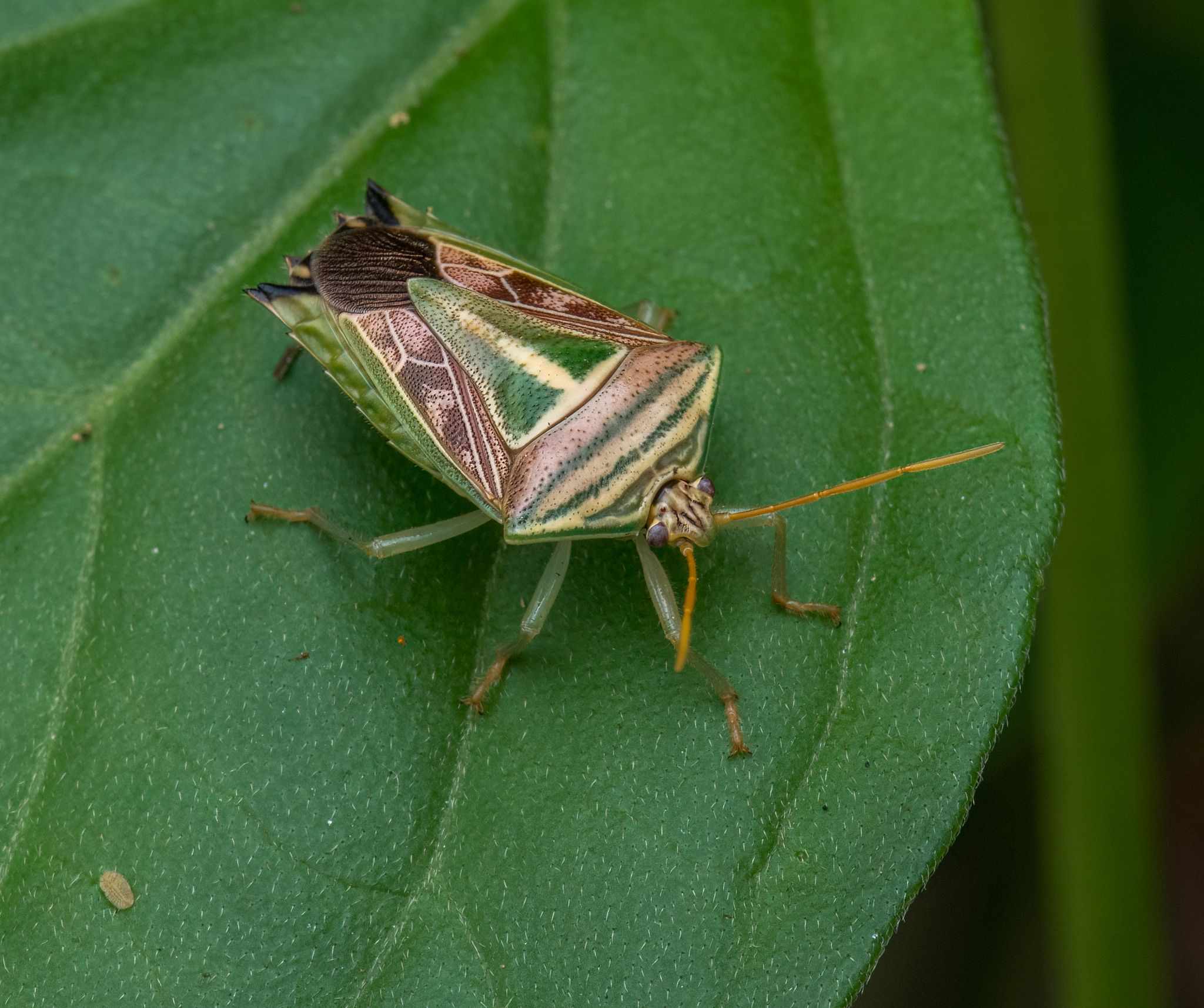 Edessa collaris