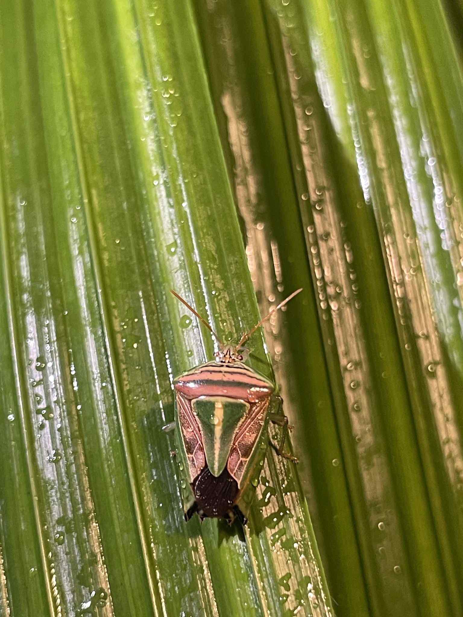 Edessa collaris