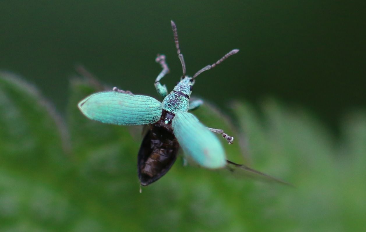 Phyllobius maculicornis