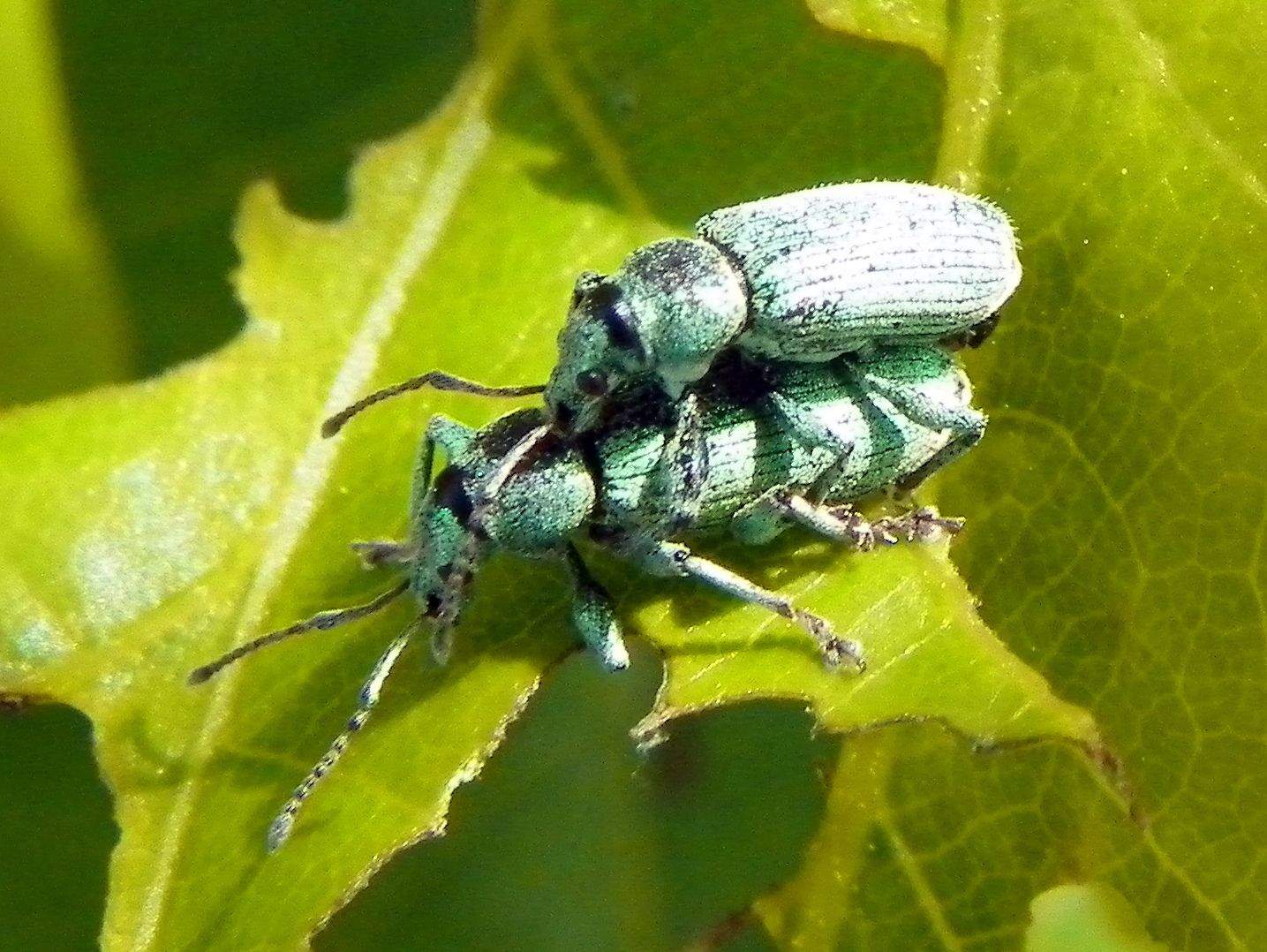 Phyllobius maculicornis