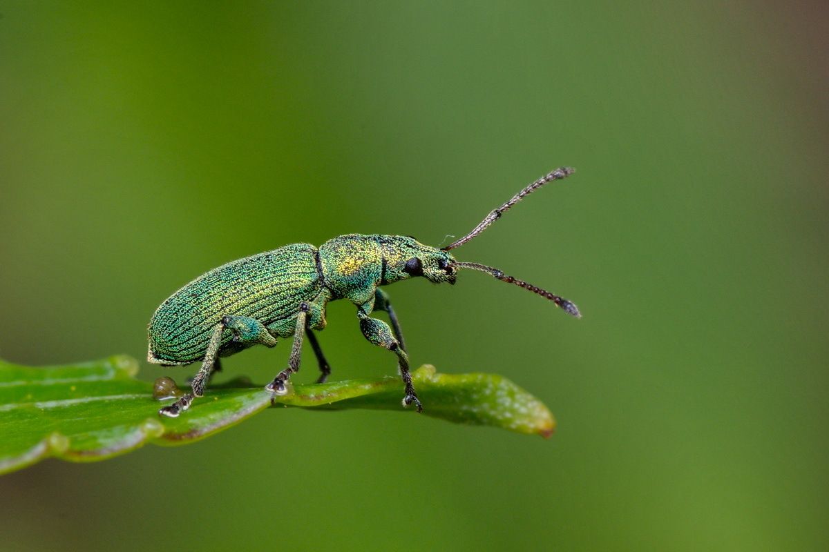 Phyllobius maculicornis
