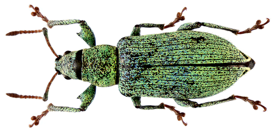 Phyllobius maculicornis
