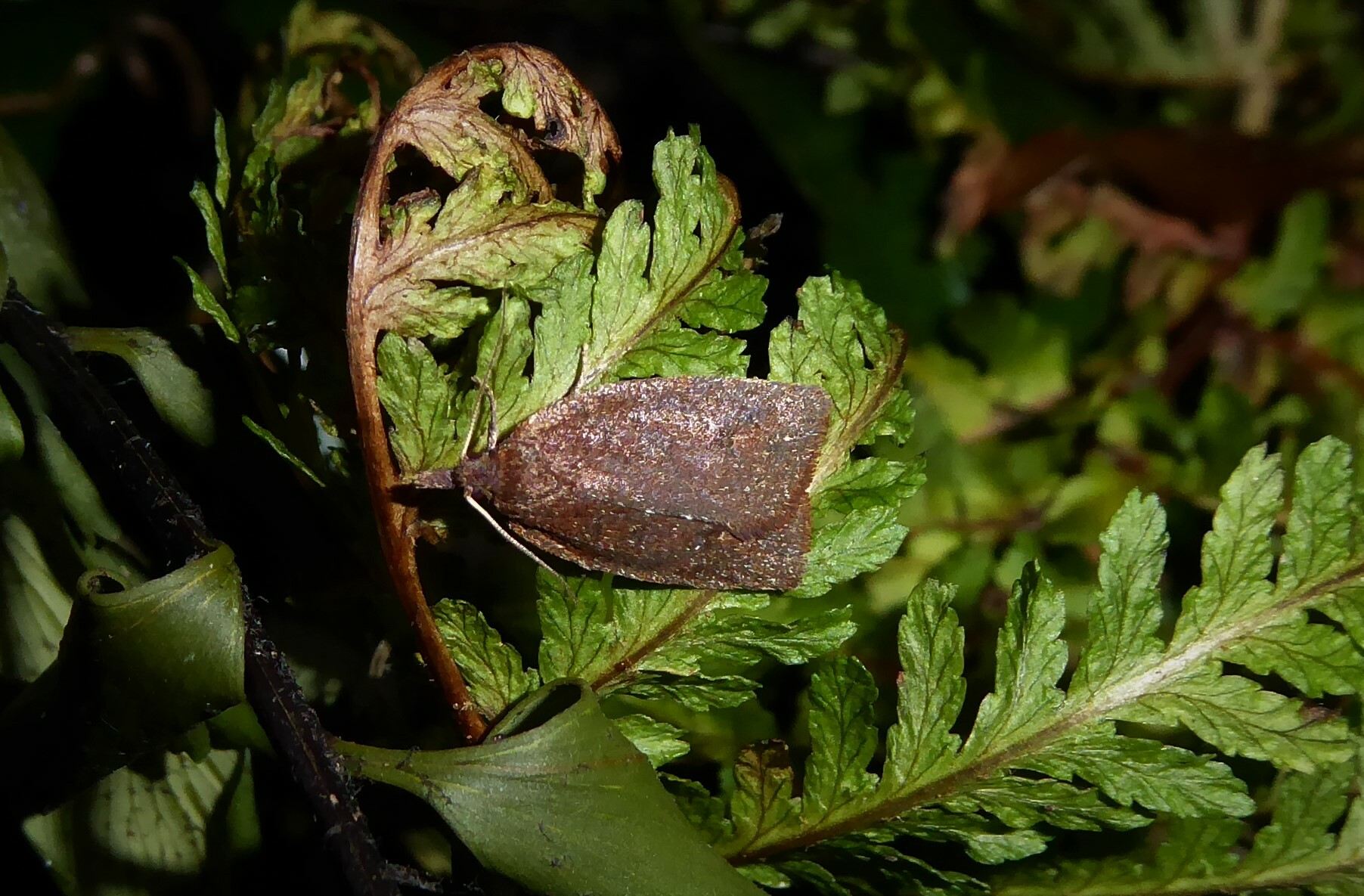 Ctenopseustis herana