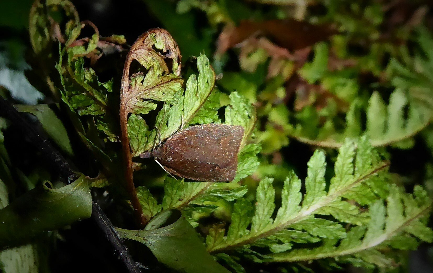 Ctenopseustis herana