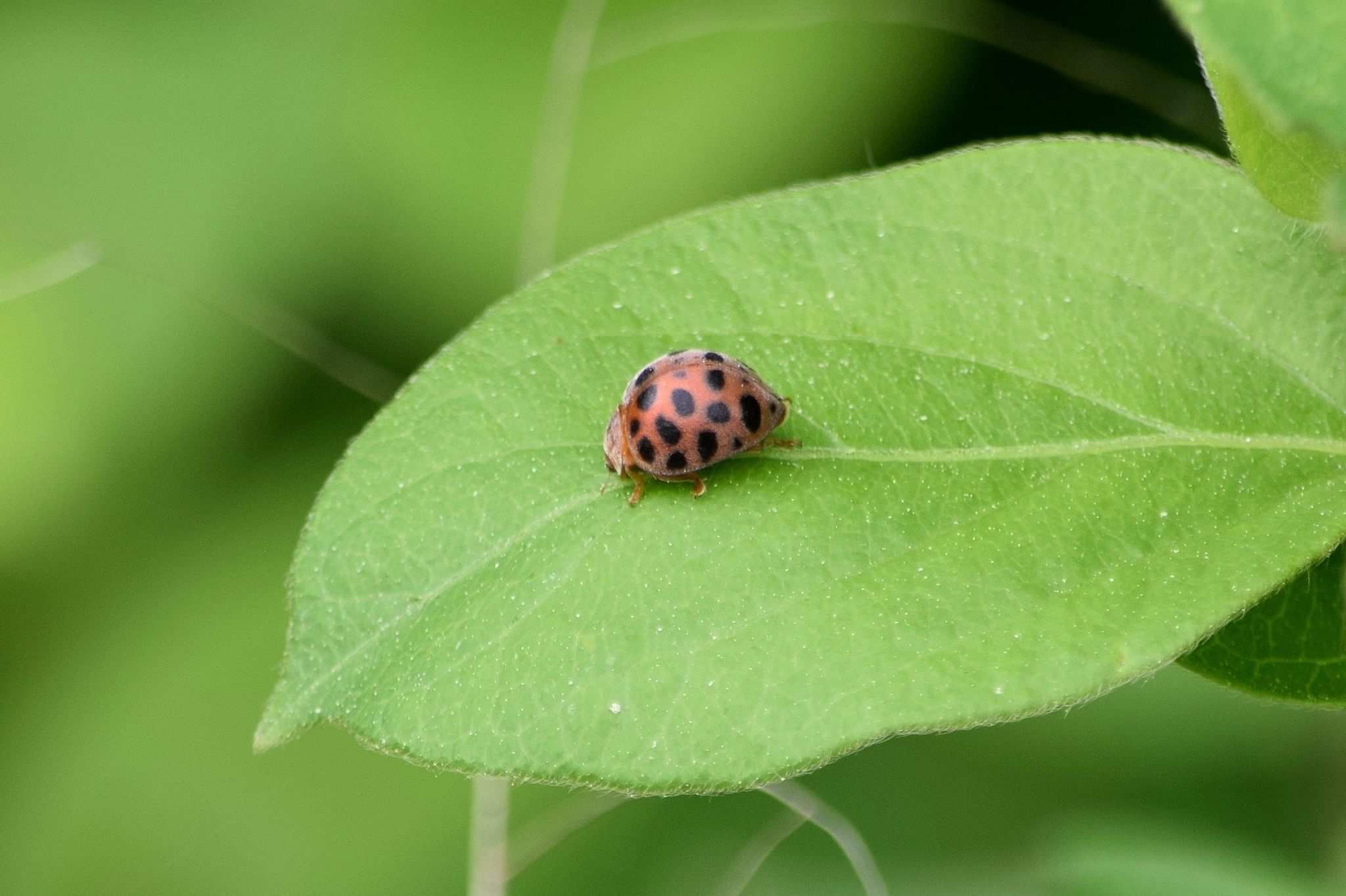 Henosepilachna vigintioctomaculata