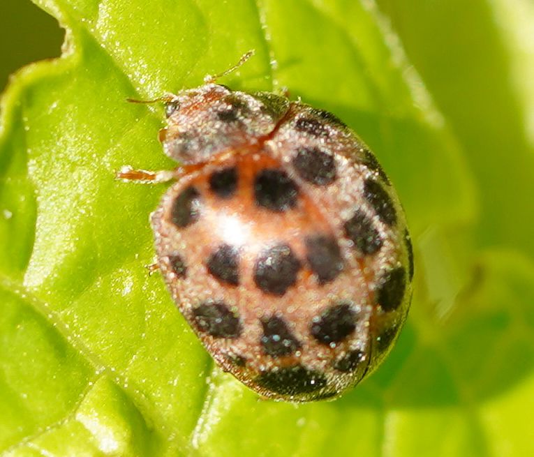 Henosepilachna vigintioctomaculata