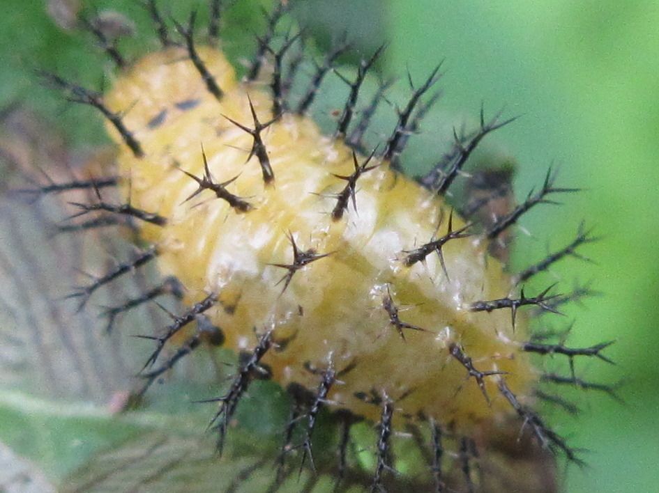 Henosepilachna vigintioctomaculata