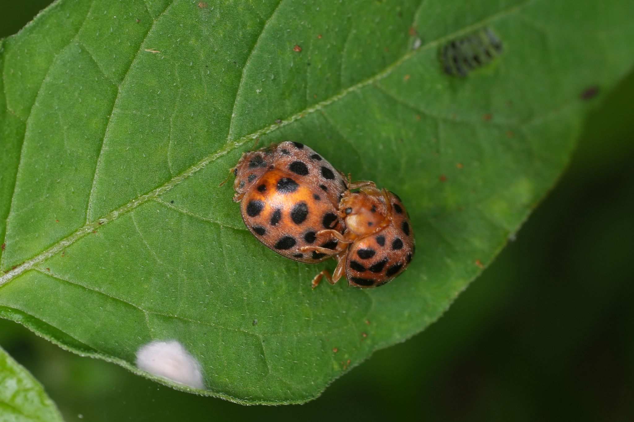 Henosepilachna vigintioctomaculata