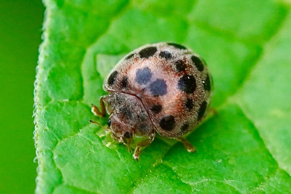 Henosepilachna vigintioctomaculata