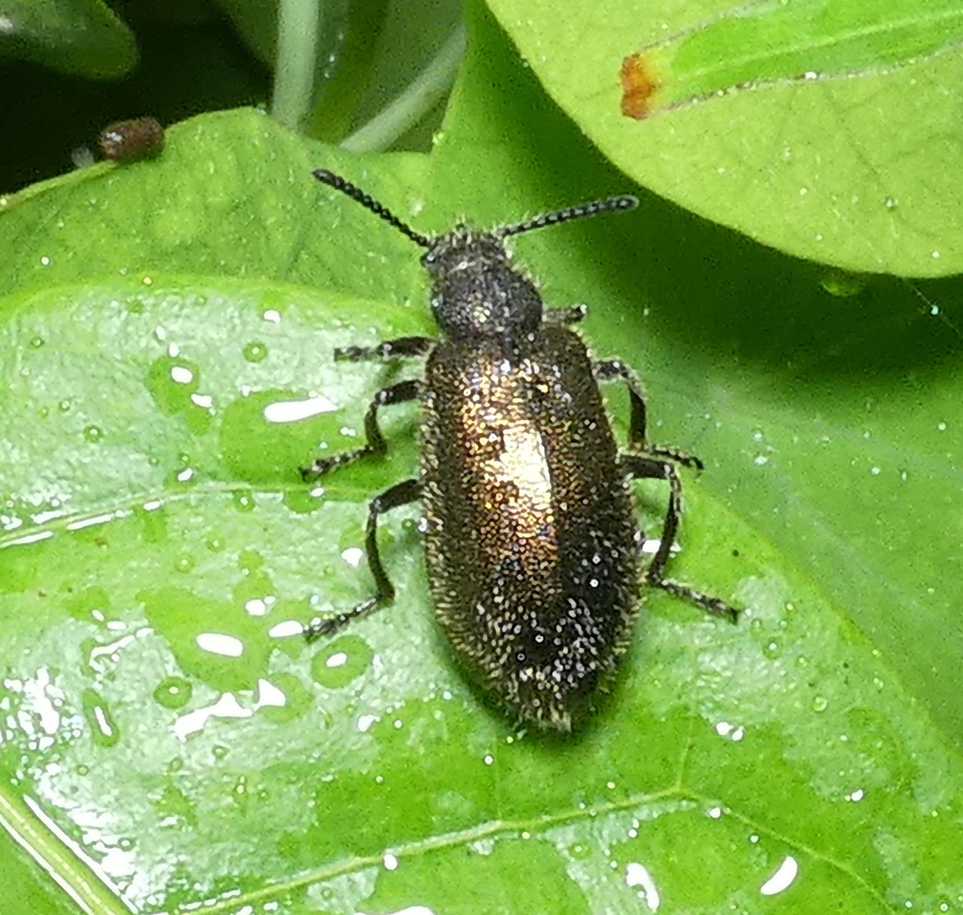Lagria villosa