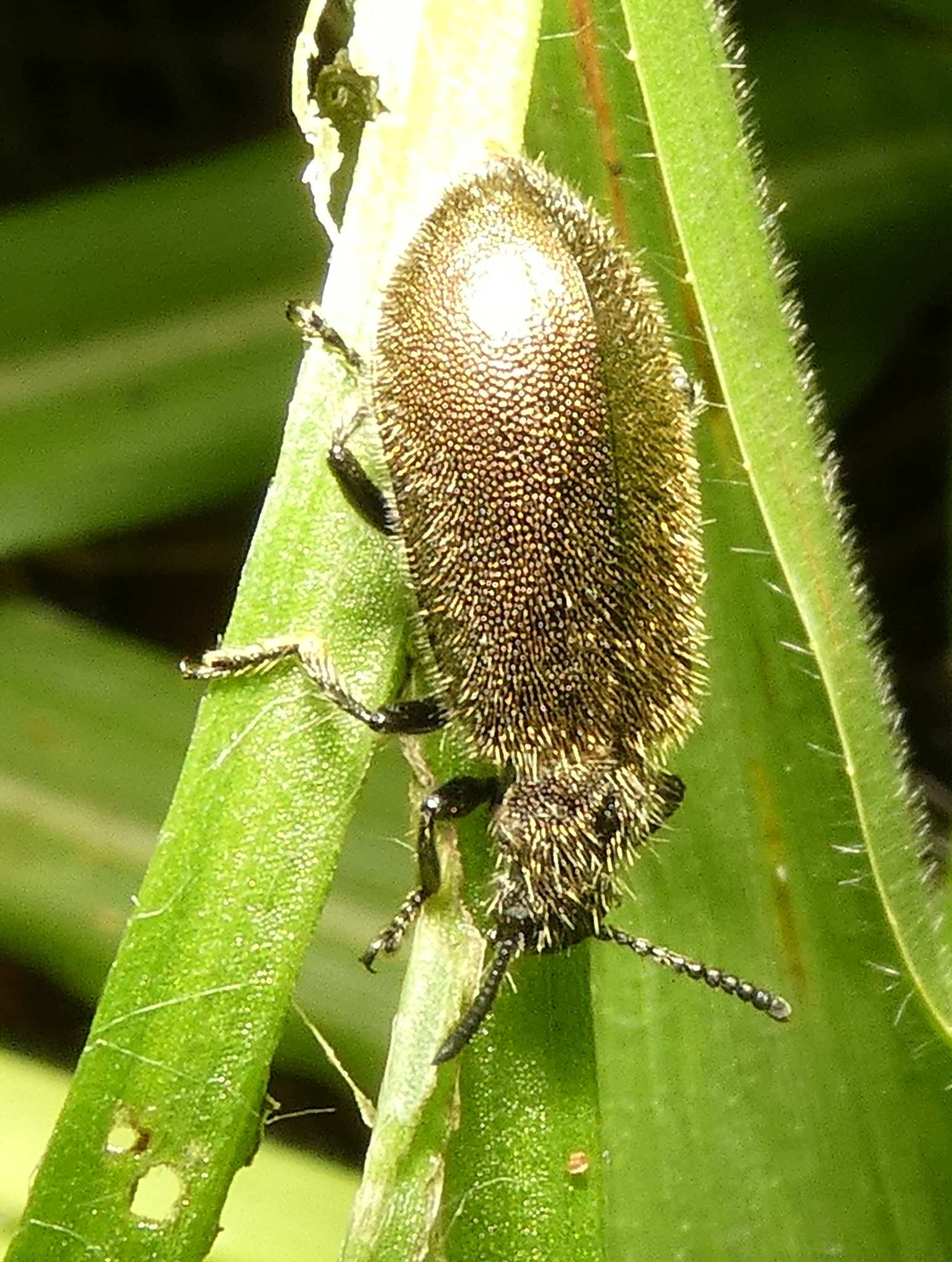 Lagria villosa