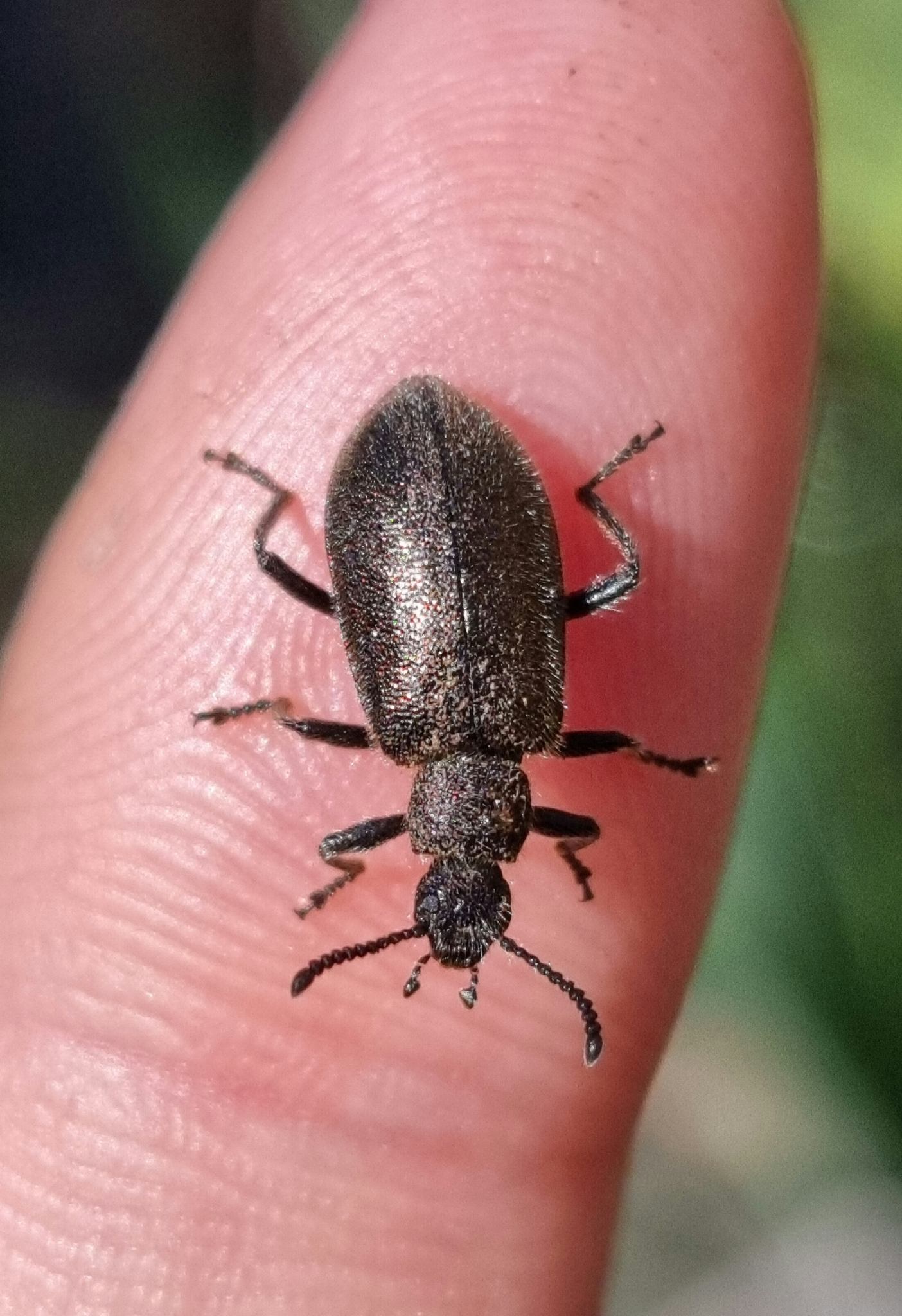 Lagria villosa