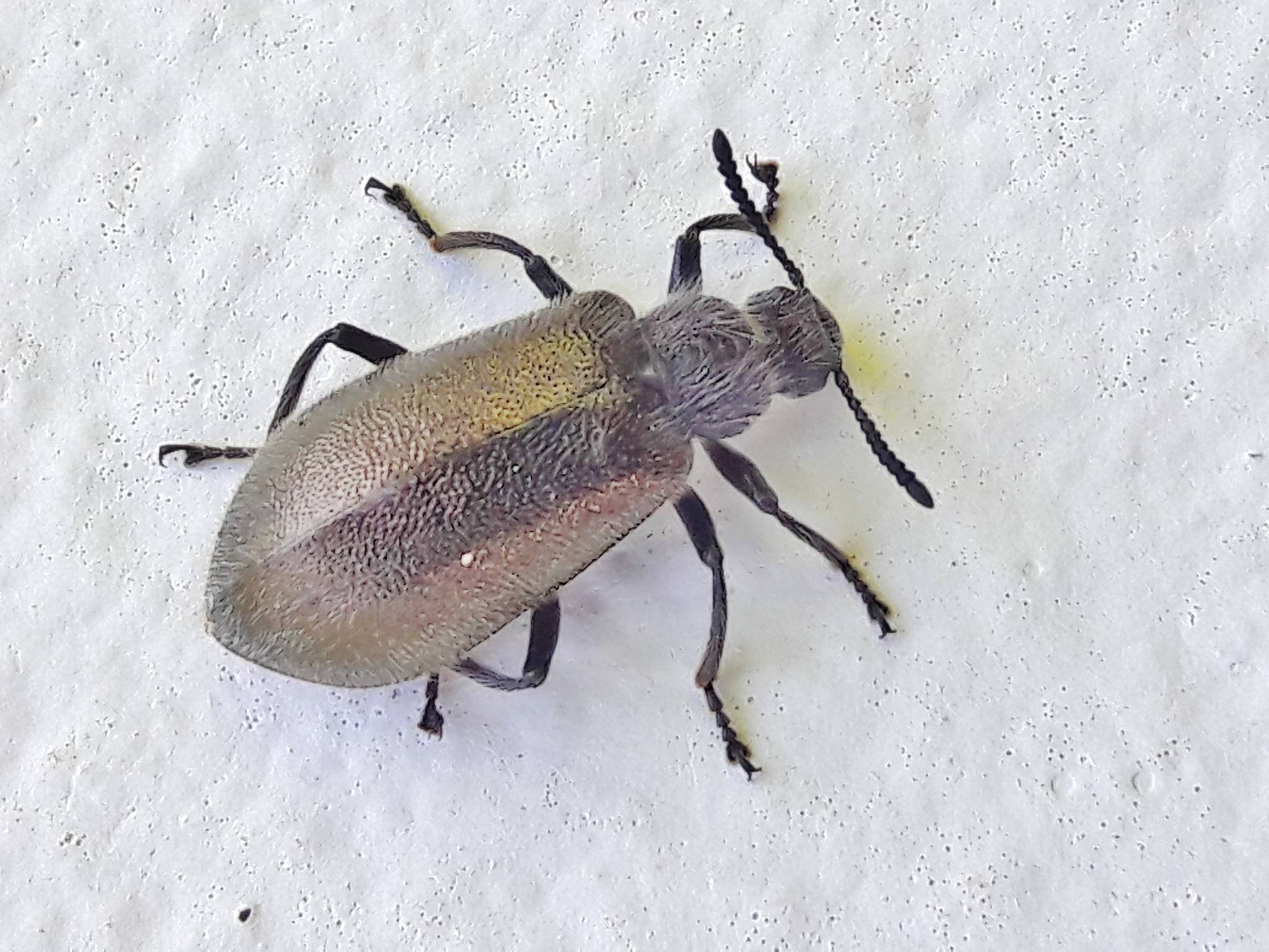Lagria villosa