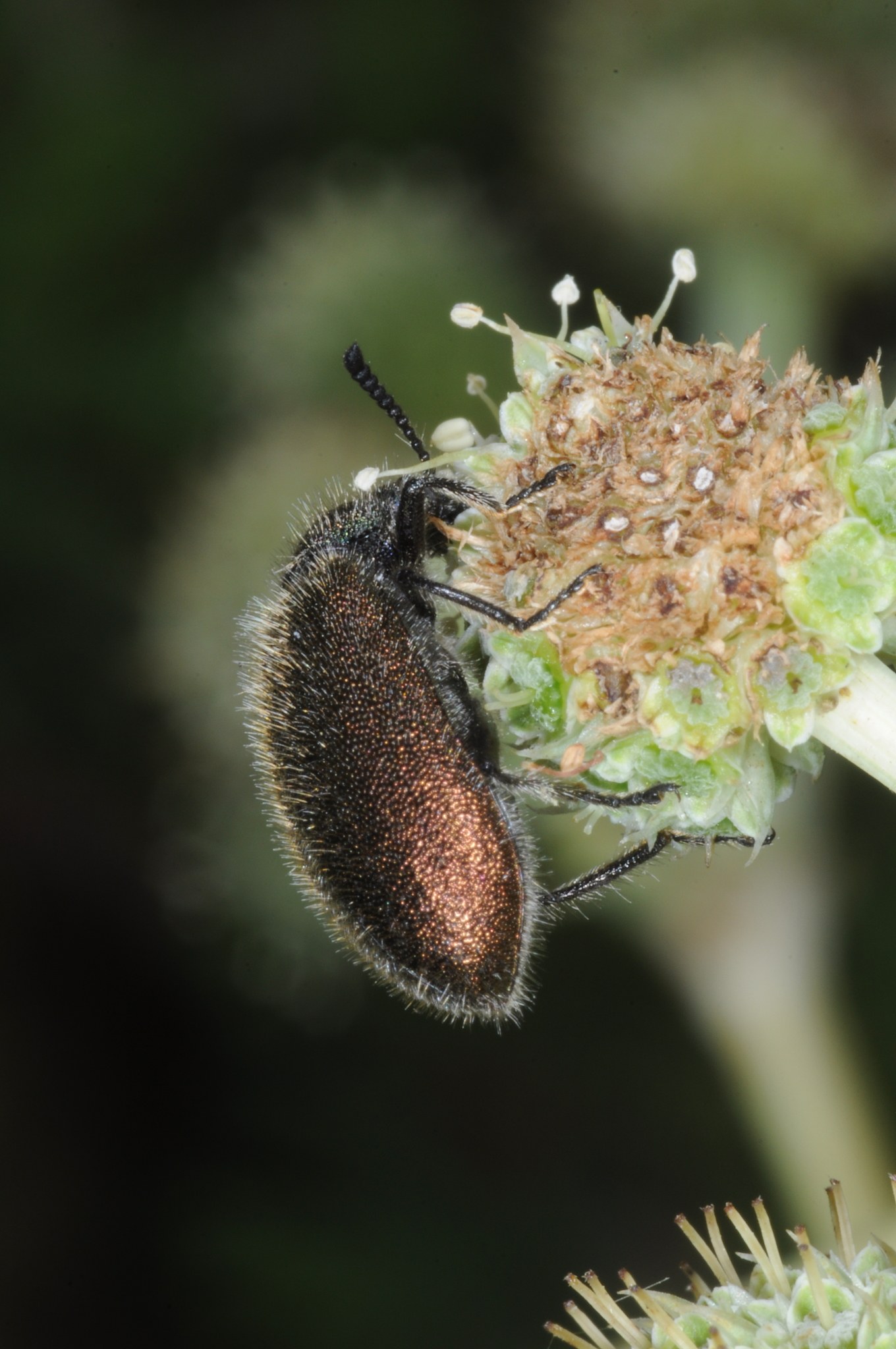 Lagria villosa