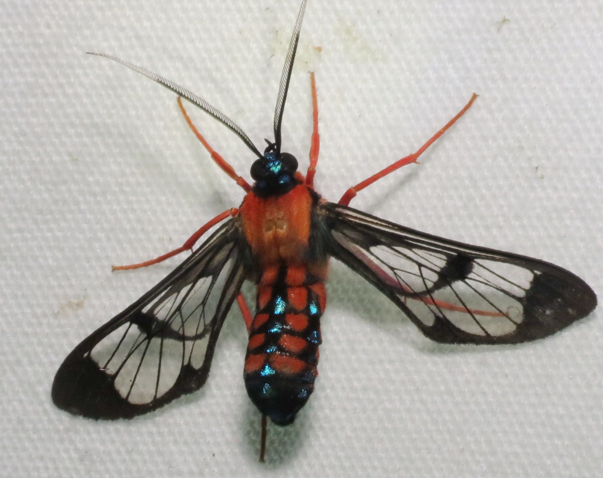 Cosmosoma sectinota