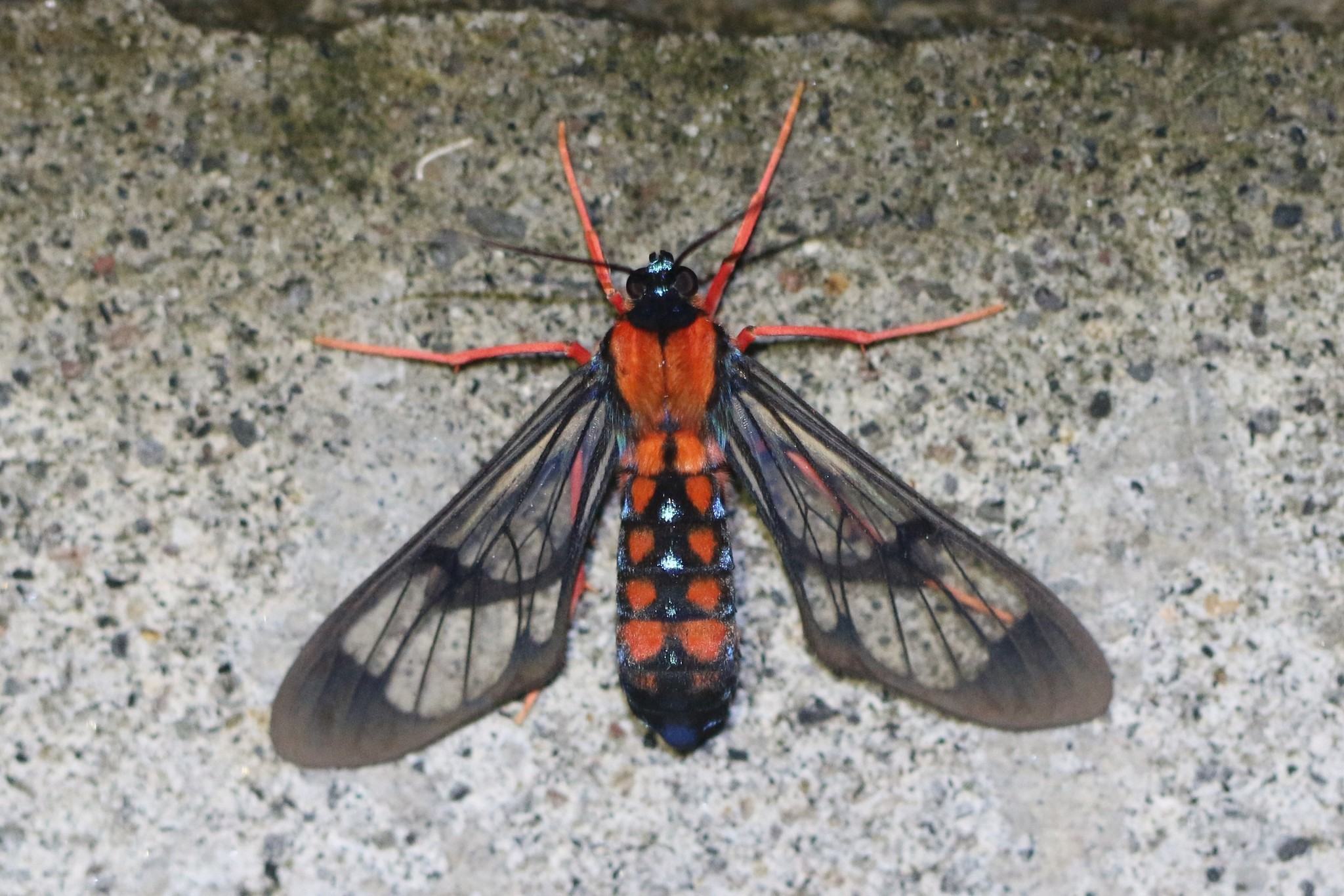 Cosmosoma sectinota