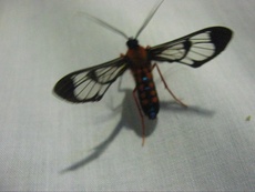 Cosmosoma sectinota