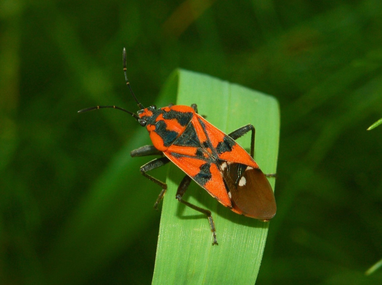 Spilostethus