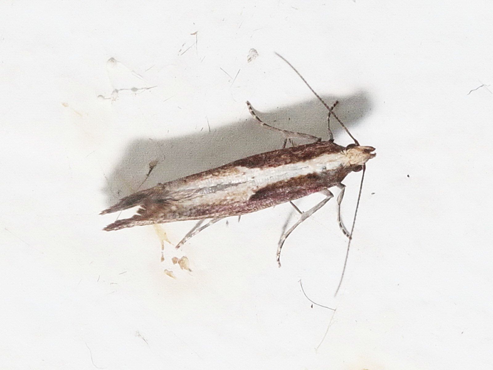 Acrolepiopsis vesperella